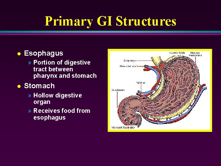 Primary GI Structures l Esophagus » Portion of digestive tract between pharynx and stomach