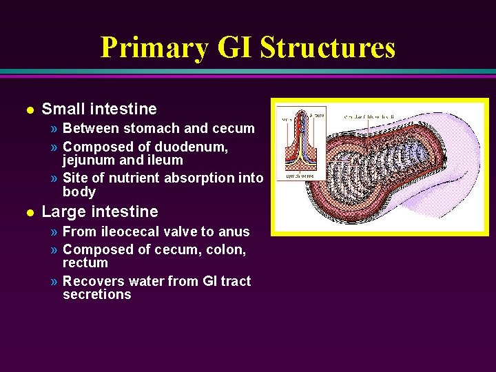 Primary GI Structures l Small intestine » Between stomach and cecum » Composed of