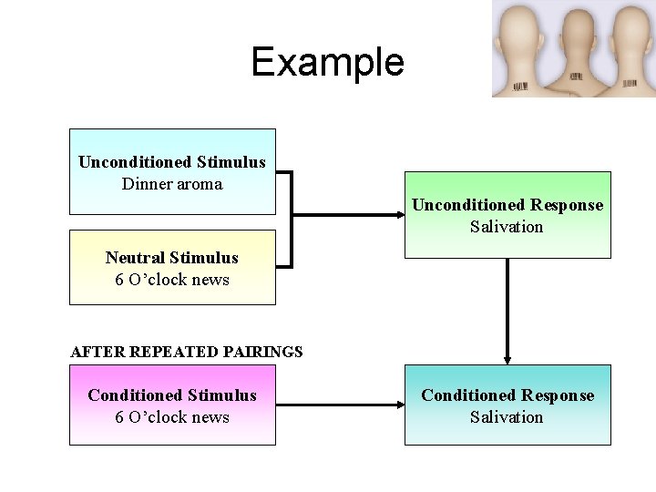 Example Unconditioned Stimulus Dinner aroma Unconditioned Response Salivation Neutral Stimulus 6 O’clock news AFTER