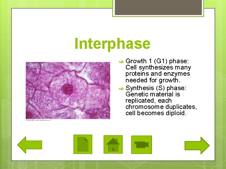 Interphase Growth 1 (G 1) phase: Cell synthesizes many proteins and enzymes needed for