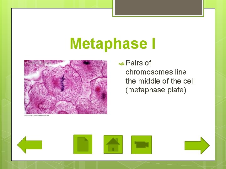 Metaphase I Pairs of chromosomes line the middle of the cell (metaphase plate). 