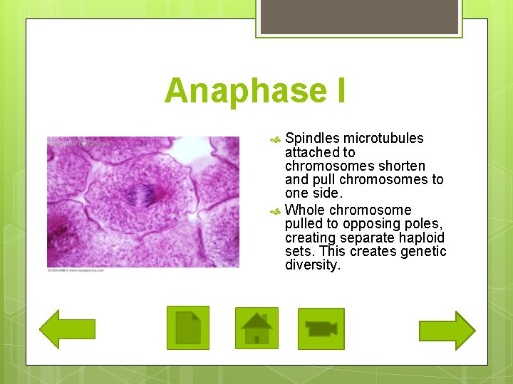 Anaphase I Spindles microtubules attached to chromosomes shorten and pull chromosomes to one side.