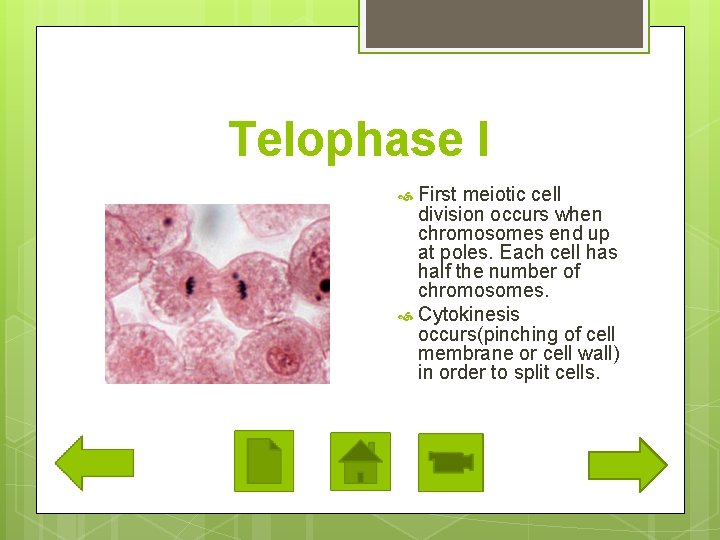 Telophase I First meiotic cell division occurs when chromosomes end up at poles. Each
