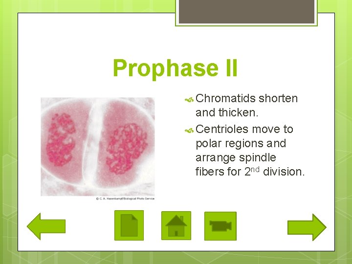 Prophase II Chromatids shorten and thicken. Centrioles move to polar regions and arrange spindle