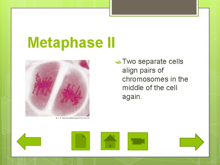 Metaphase II Two separate cells align pairs of chromosomes in the middle of the