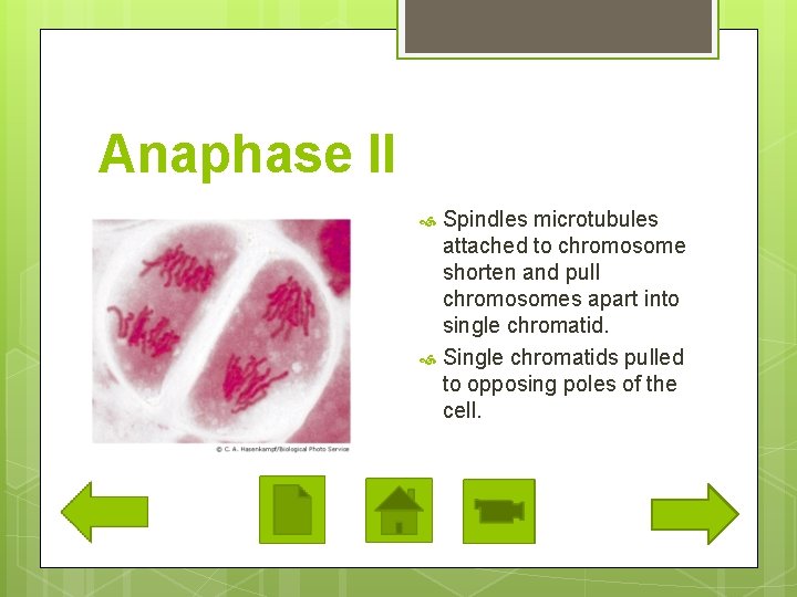 Anaphase II Spindles microtubules attached to chromosome shorten and pull chromosomes apart into single