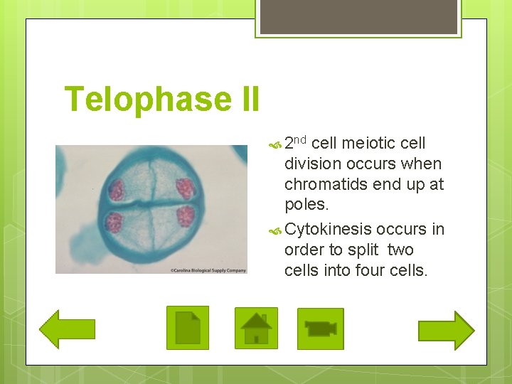 Telophase II 2 nd cell meiotic cell division occurs when chromatids end up at
