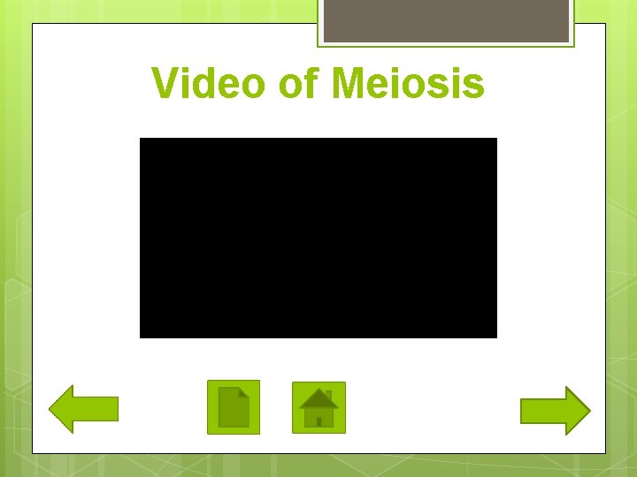 Video of Meiosis 