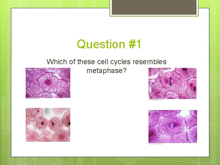 Question #1 Which of these cell cycles resembles metaphase? 