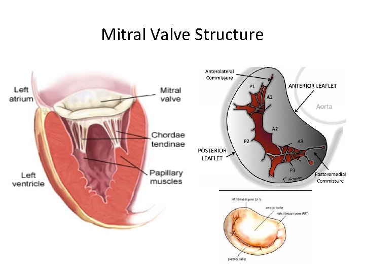 Mitral Valve Structure 