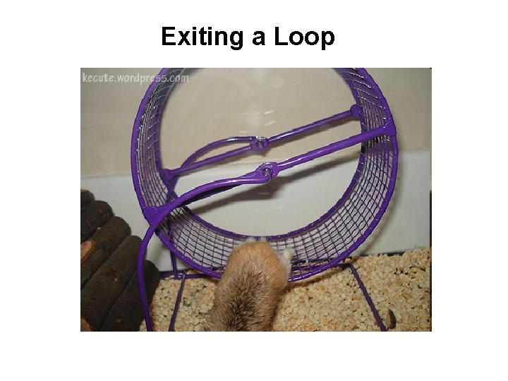 Exiting a Loop 