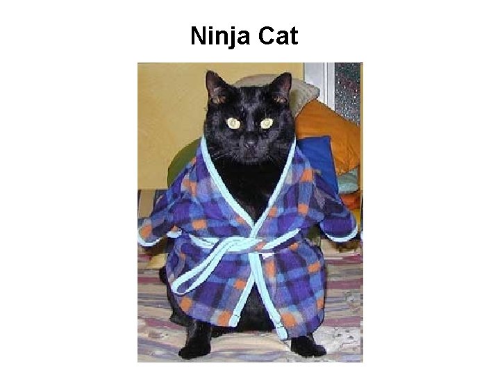 Ninja Cat 