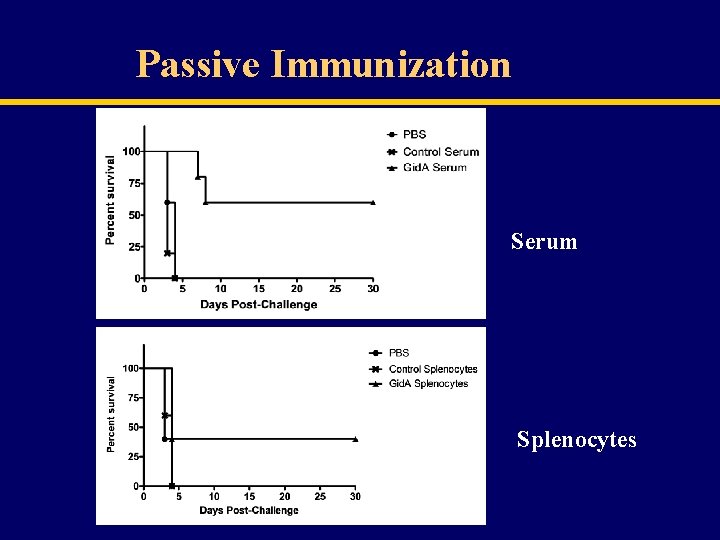 Passive Immunization Serum Splenocytes 