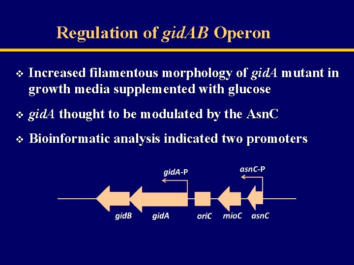 Regulation of gid. AB Operon v Increased filamentous morphology of gid. A mutant in