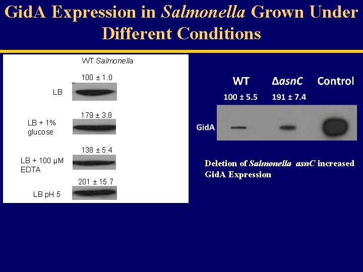 Gid. A Expression in Salmonella Grown Under Different Conditions WT Salmonella 100 ± 1.