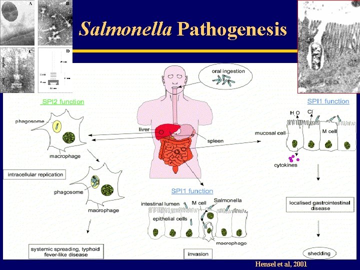 Salmonella Pathogenesis Hensel et al, 2001 