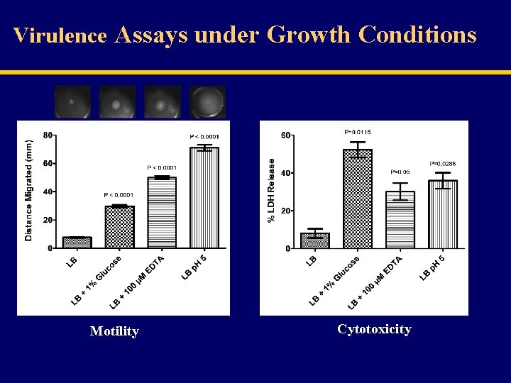 Virulence Assays under Growth Conditions Motility Cytotoxicity 