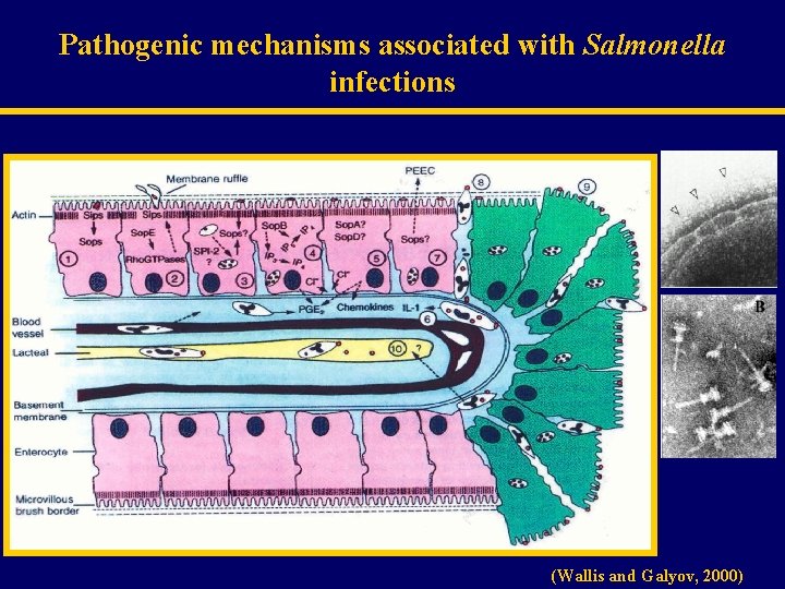 Pathogenic mechanisms associated with Salmonella infections (Wallis and Galyov, 2000) 