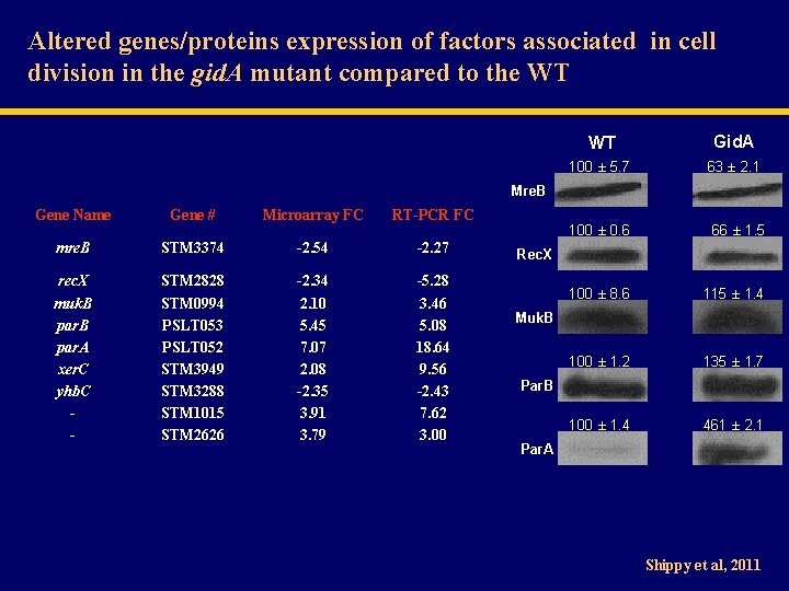 Altered genes/proteins expression of factors associated in cell division in the gid. A mutant