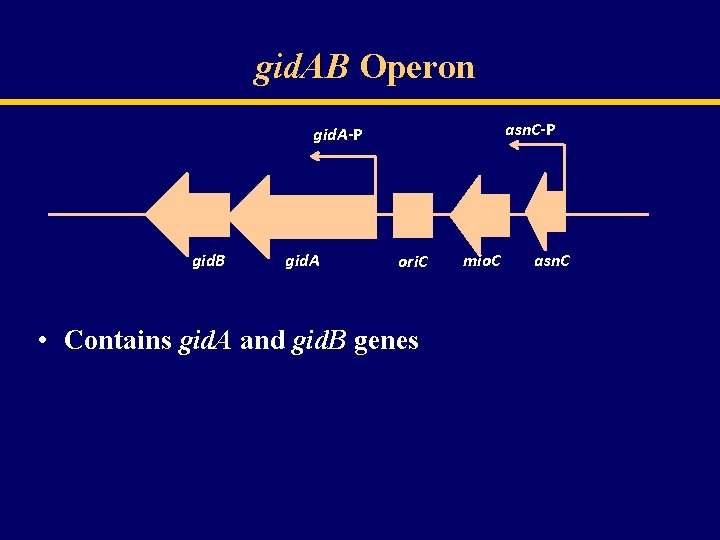 gid. AB Operon asn. C-P gid. A-P gid. B gid. A ori. C •