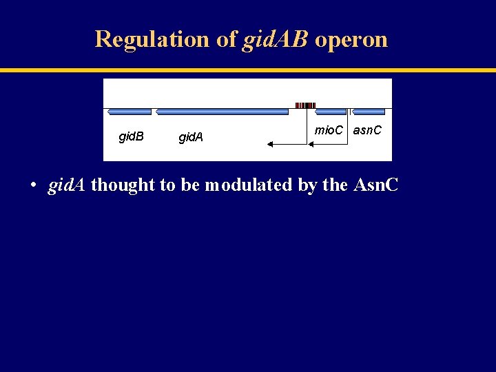 Regulation of gid. AB operon gid. B gid. A mio. C asn. C •