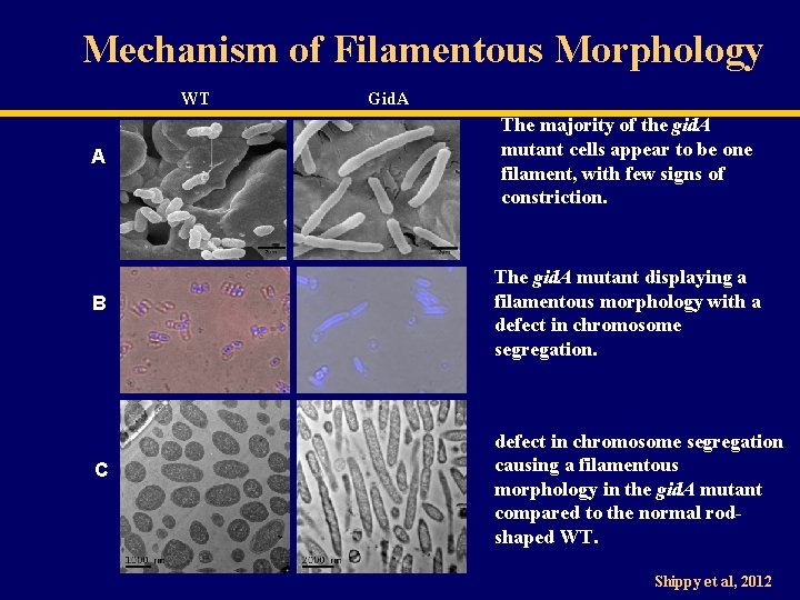 Mechanism of Filamentous Morphology WT Gid. A A The majority of the gid. A