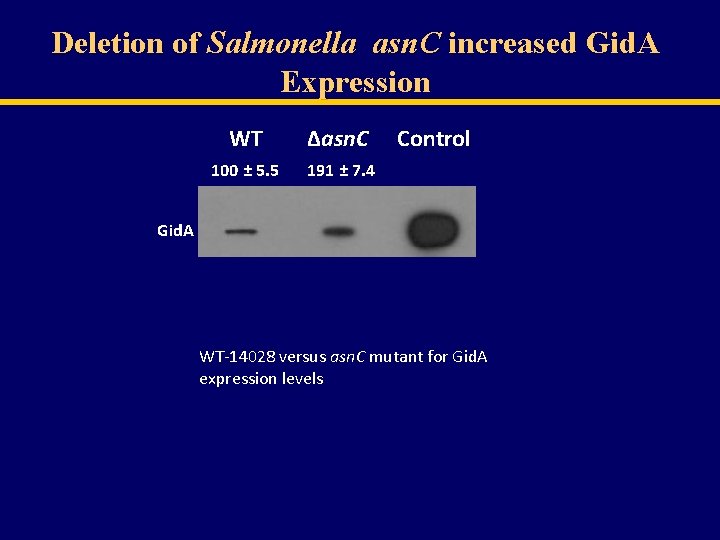 Deletion of Salmonella asn. C increased Gid. A Expression WT ∆asn. C 100 ±