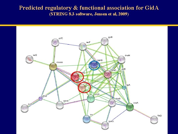 Predicted regulatory & functional association for Gid. A (STRING 8. 3 software, Jensen et