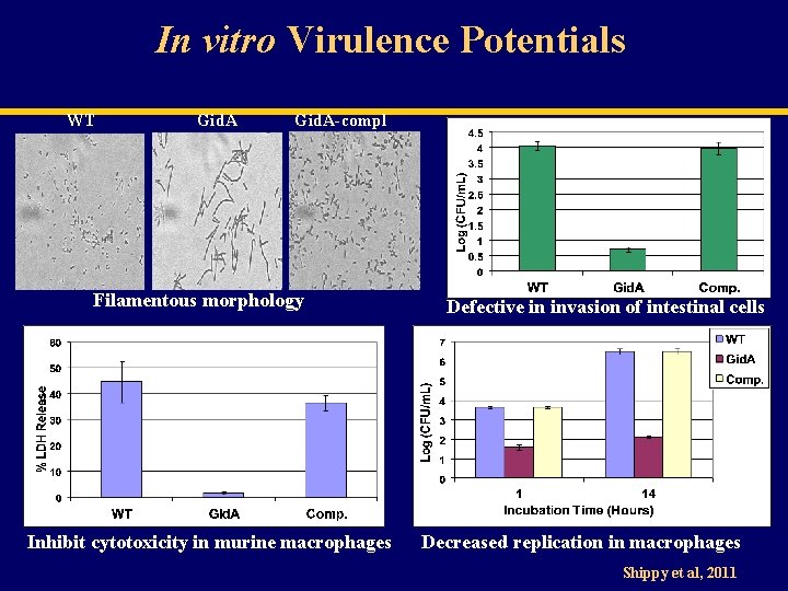 In vitro Virulence Potentials WT Gid. A-compl Filamentous morphology Inhibit cytotoxicity in murine macrophages