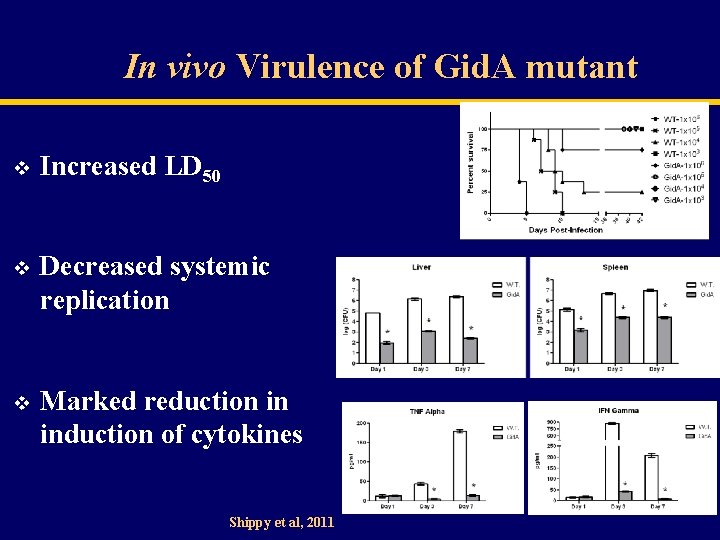 In vivo Virulence of Gid. A mutant v Increased LD 50 v Decreased systemic