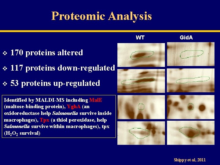 Proteomic Analysis WT v 170 proteins altered v 117 proteins down-regulated v 53 proteins