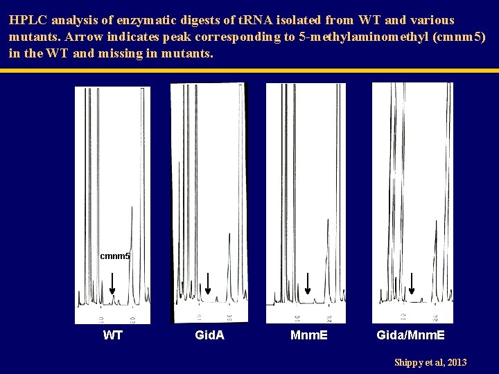 HPLC analysis of enzymatic digests of t. RNA isolated from WT and various mutants.