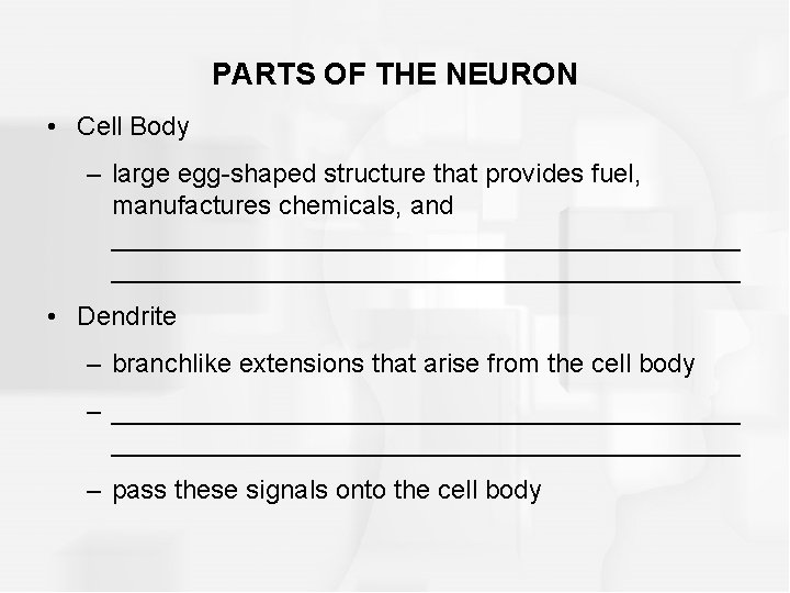 PARTS OF THE NEURON • Cell Body – large egg-shaped structure that provides fuel,