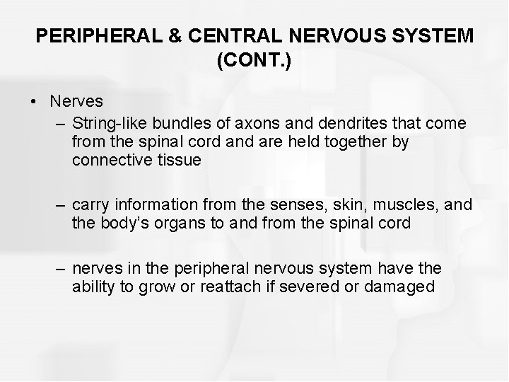 PERIPHERAL & CENTRAL NERVOUS SYSTEM (CONT. ) • Nerves – String-like bundles of axons