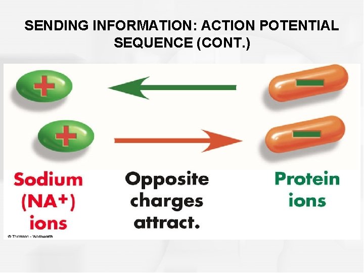 SENDING INFORMATION: ACTION POTENTIAL SEQUENCE (CONT. ) 