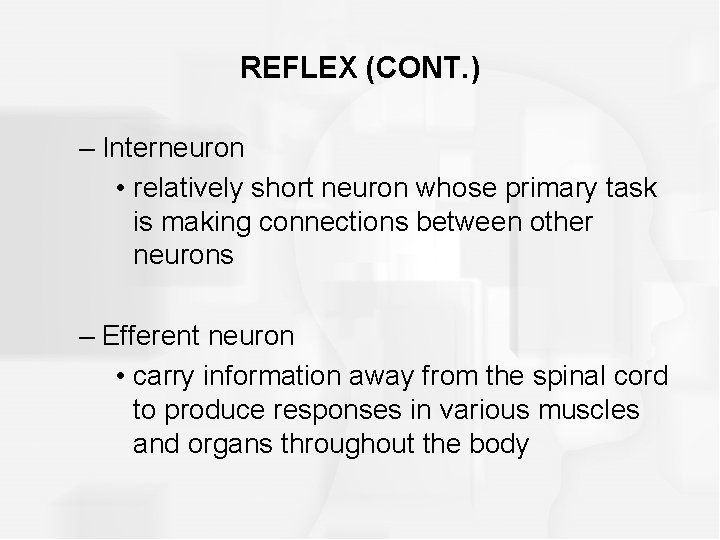 REFLEX (CONT. ) – Interneuron • relatively short neuron whose primary task is making