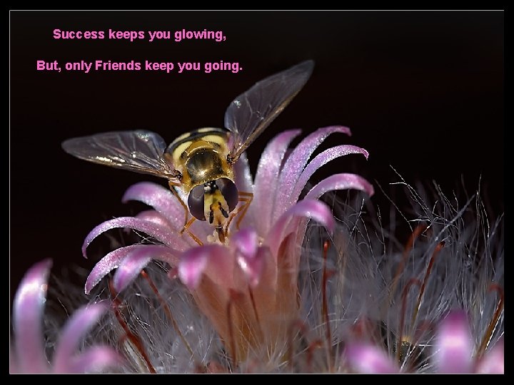 Success keeps you glowing, But, only Friends keep you going. 