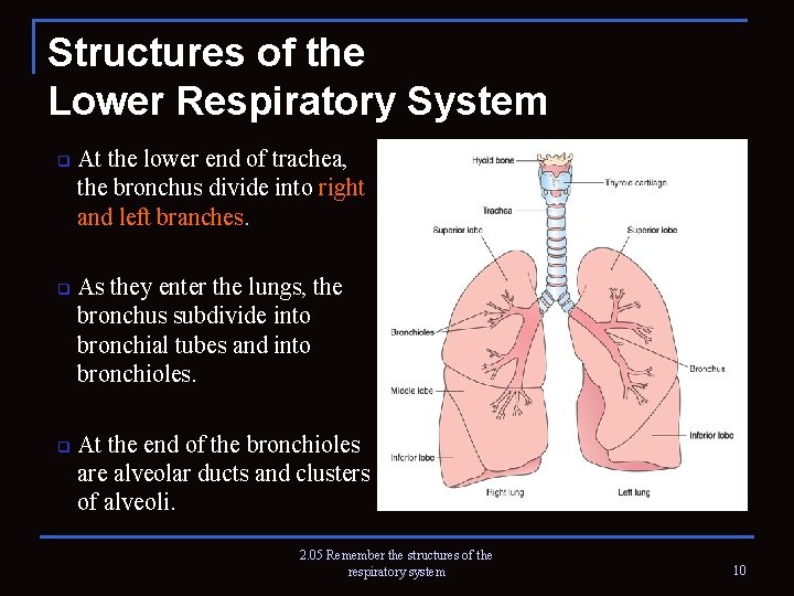 Structures of the Lower Respiratory System q q q At the lower end of