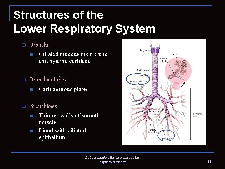 Structures of the Lower Respiratory System q Bronchi n q Bronchial tubes n q