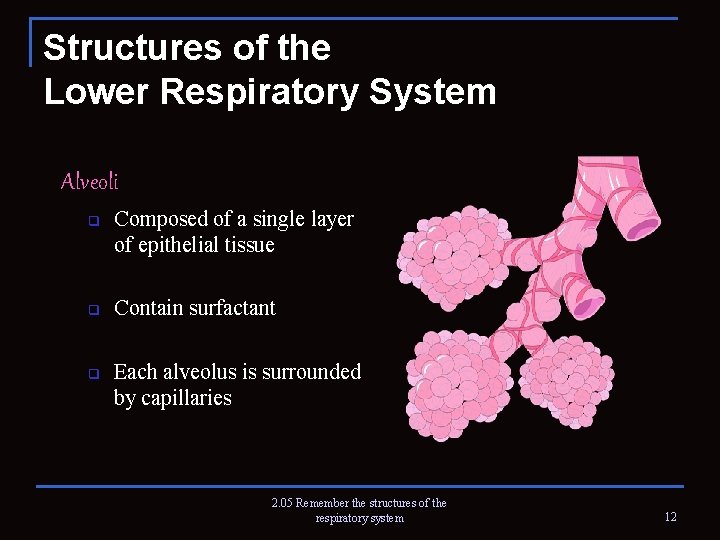 Structures of the Lower Respiratory System Alveoli q q q Composed of a single
