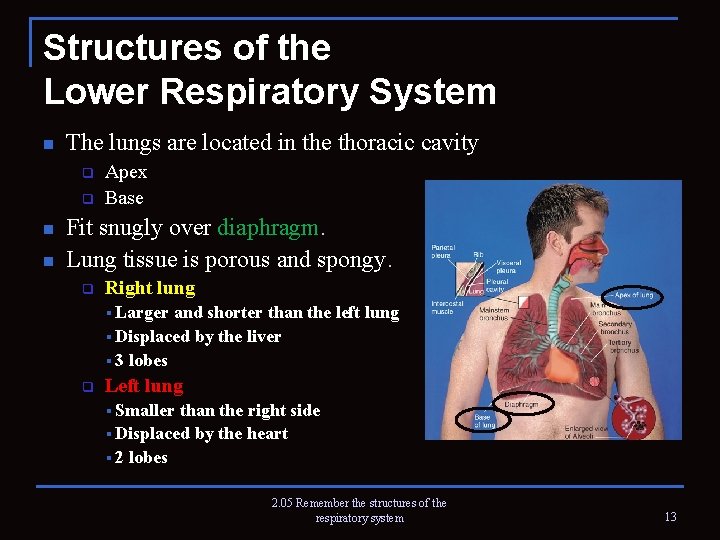 Structures of the Lower Respiratory System n The lungs are located in the thoracic