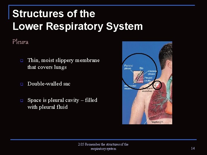 Structures of the Lower Respiratory System Pleura q q q Thin, moist slippery membrane