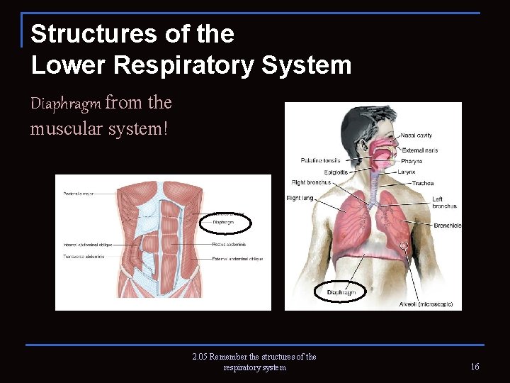 Structures of the Lower Respiratory System Diaphragm from the muscular system! 2. 05 Remember