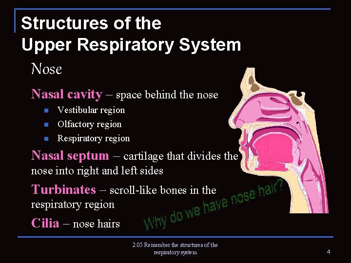 Structures of the Upper Respiratory System Nose Nasal cavity – space behind the nose