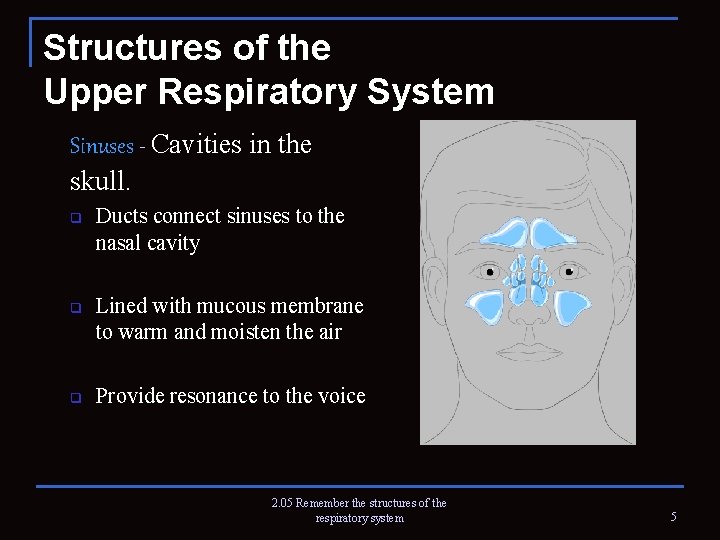 Structures of the Upper Respiratory System Sinuses - Cavities in the skull. q q