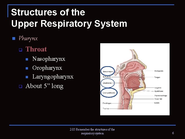 Structures of the Upper Respiratory System n Pharynx q Throat n n n q