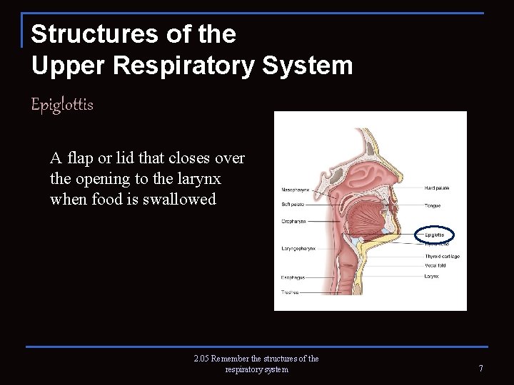Structures of the Upper Respiratory System Epiglottis A flap or lid that closes over