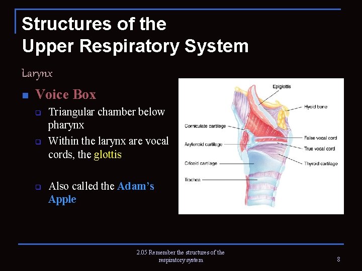 Structures of the Upper Respiratory System Larynx n Voice Box q q q Triangular