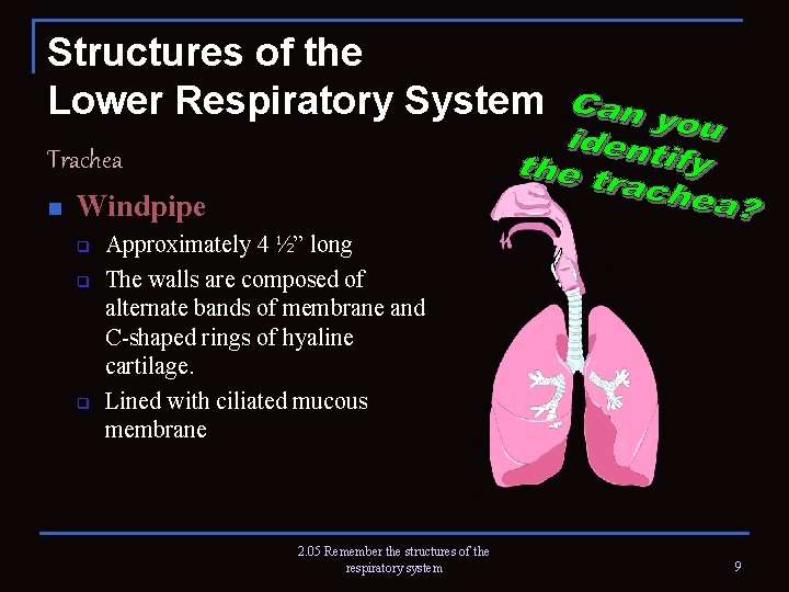 Structures of the Lower Respiratory System Trachea n Windpipe q q q Approximately 4