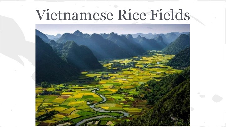 Vietnamese Rice Fields 